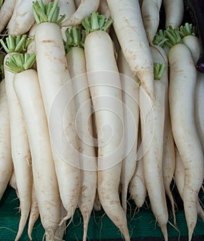 Organic Daikon Radishes