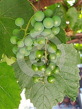 Organic dark purple grape fruits on a green background in the vineyard