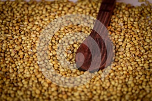 Organic Dried coriander seeds (Coriandrum sativum) on wooden spoon ,beautiful indian spice coriander