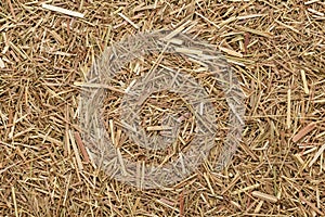 Organic dried Indian Lemongrass (Cymbopogon citratus).