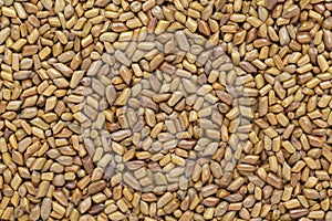 Organic dry Chinese senna (Senna obtusifolia) seeds.