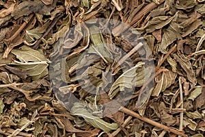 Organic dry green spearmint leaves (Mentha spicata). photo