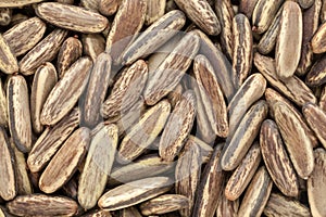 Organic dry Gulmohar (Delonix regia) seeds.