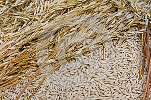 Organic Dry Paddy for Foodstuff Background.