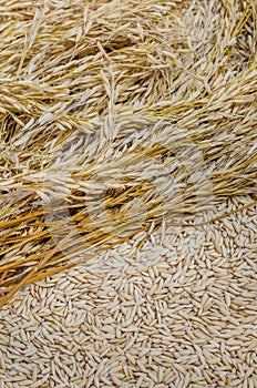 Organic Dry Paddy for Foodstuff Background.