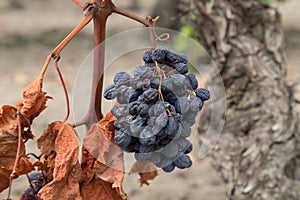 Organic Dry Raw Raisins on the Vine, Dried Grapes