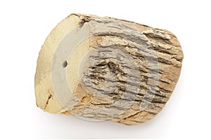 Organic dry wood piece of Horseradish tree (Armoracia rusticana).