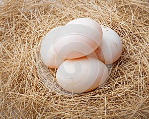 Organic duck eggs