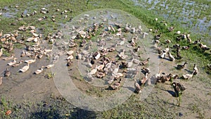 An organic duck farm in India