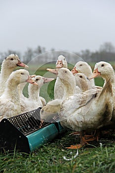 Organic ducks