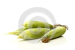 organic ear of corn on a white