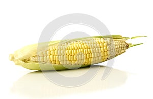 organic ear of corn on a white