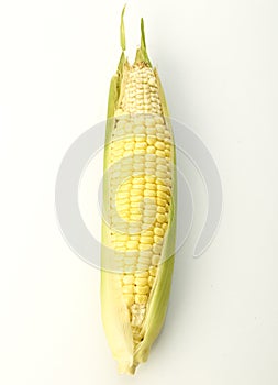 organic ear of corn on a white
