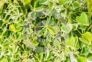 Organic edible herb oca leaves Oxalis tuberosa, full frame photo
