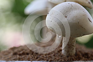Organic edible mushroom, water droops and bokhe background