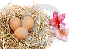 Organic egg in nest on white background