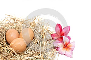 Organic egg in nest on white background