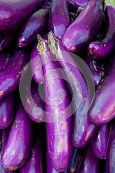 Organic Eggplant