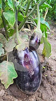 Organic eggplant in the garden