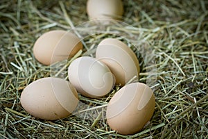 Organic eggs