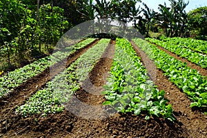 Organic farm