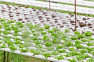 Organic farm with agriculture vegetable hydroponic. organic vegetable is business agriculture growing