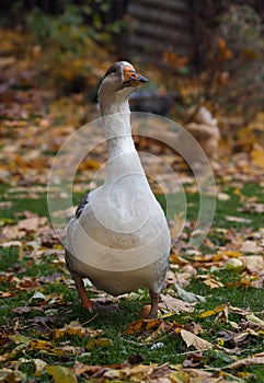 Organic farm. Domestic gray-white goose grazes on a lawn among fallen leaves in october.