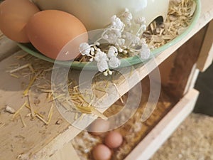 Organic Farm Fresh Eggs, Flowers, Countryside Aesthetic Farm Product, Homestead, Gypsophile,Homesteading, Farming.