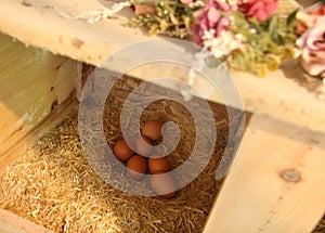 Organic Farm Fresh Eggs in Nesting box, Flowers.