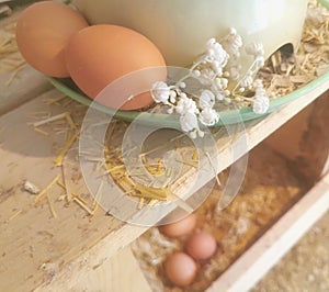 Organic Farm Fresh Eggs in Nesting box, Flowers, Countryside Aesthetic Farm Product, Homestead, Gypsophile,Homesteading, Farming.