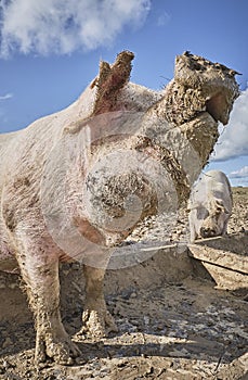 Organic farm pig rooting in muddy trough in sunshine