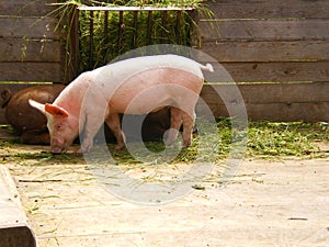 Organic farm pink pig eating photo