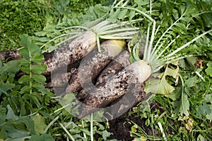 Organic farm white radish with soil