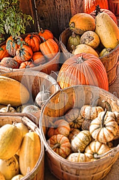 Organic Farmed Pumpkin and Squash Harvest Season