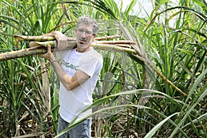 Organic farmer carrying sugar cane