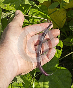 Organic Farmer Checking His Purple Green Bean Crop