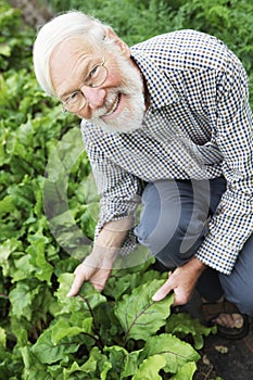 Organic Farmer Inspecting Beetroot Crop photo