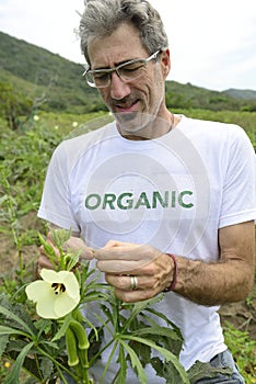 Organic farmer in okra plantation photo