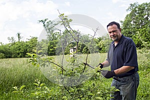 Organic Farmer Pruning A Dwarf Apple Tree