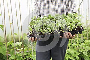 Organic Farmer With Seedlings In Greenhouse