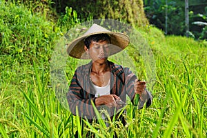 Organic farmer working and harvesting rice