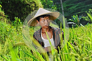 Organic farmer working and harvesting rice