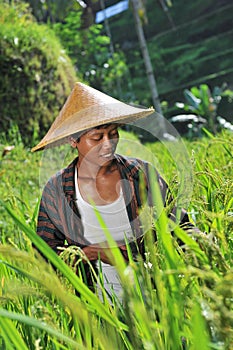 Organic farmer working and harvesting rice