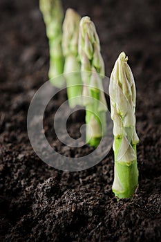 Organic farming asparagus