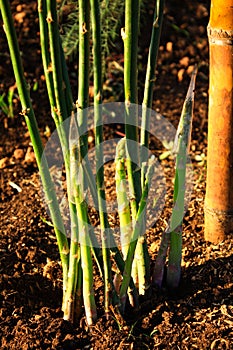 Organic Farming Asparagus.