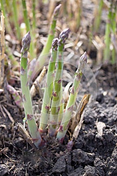 Organic farming asparagus growing in black soil. Selective focus