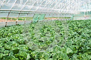 Organic farming, celery cabbage growing in greenhouse.