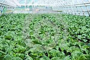 Organic farming, celery cabbage growing in greenhouse.