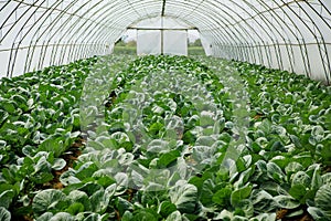 Organic farming, celery cabbage growing in greenhouse