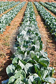 Organic farming, celery cabbage growing in greenhouse. Greenhouse